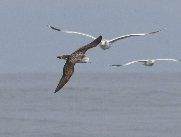 Streaked Shearwater